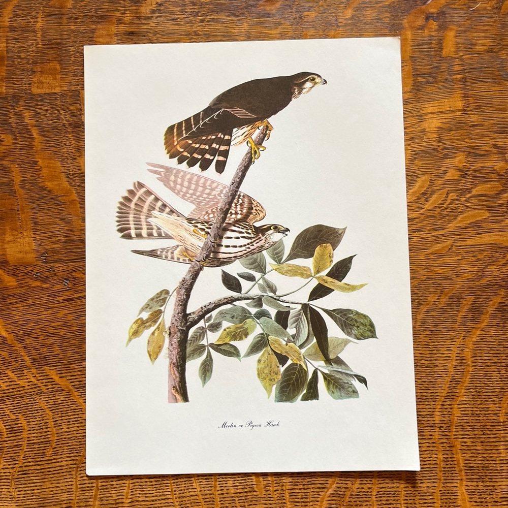 Vintage Audubon Birds of America Lithograph Print, Merlin or Pigeon Hawk